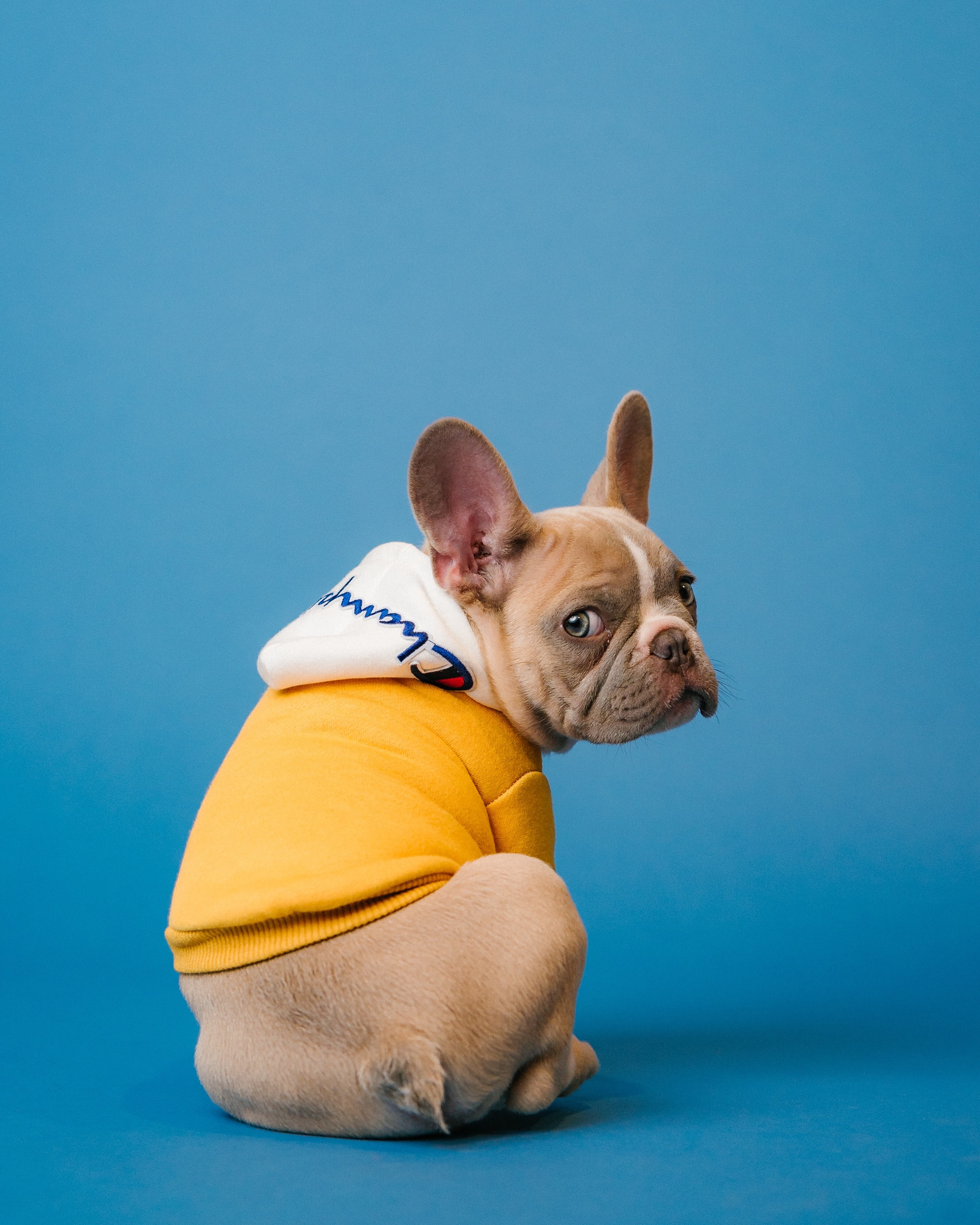 bulldog sitting with a blue background
